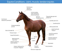 Load image into Gallery viewer, Cold Laser Therapy Device for horses - laserfocusenergy.com